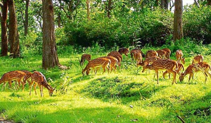 Bandipur Tour Package