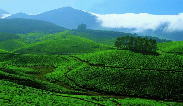 Munnar Tour Packages