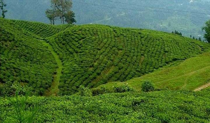 Coonoor Tour Package