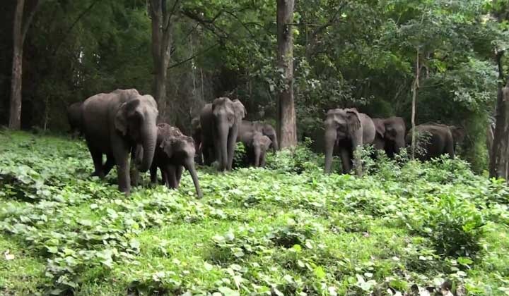 parambikulam topslip tour