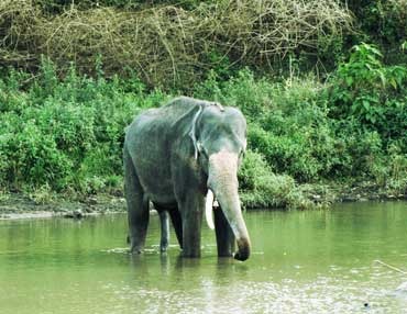 mudumalai tour